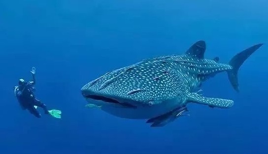 网络图片(侵删) 网络图片(侵删)