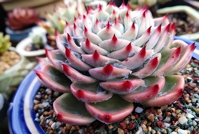 网络配图 网络配图