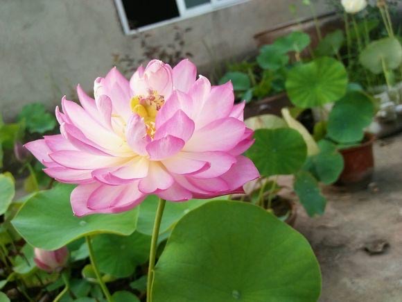 网络配图 网络配图