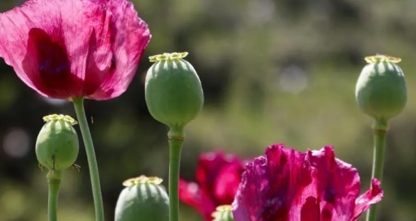 网络配图 网络配图