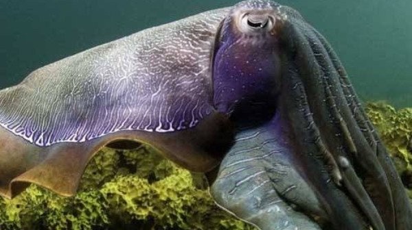 网络图片(侵删) 网络图片(侵删)