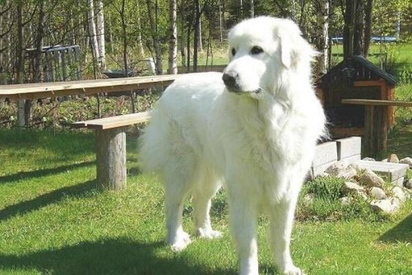 网络图片(侵删) 网络图片(侵删)