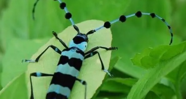 网络图片(侵删) 网络图片(侵删)