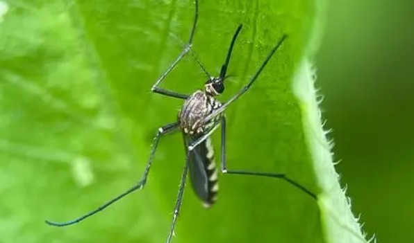 网络图片(侵删) 网络图片(侵删)