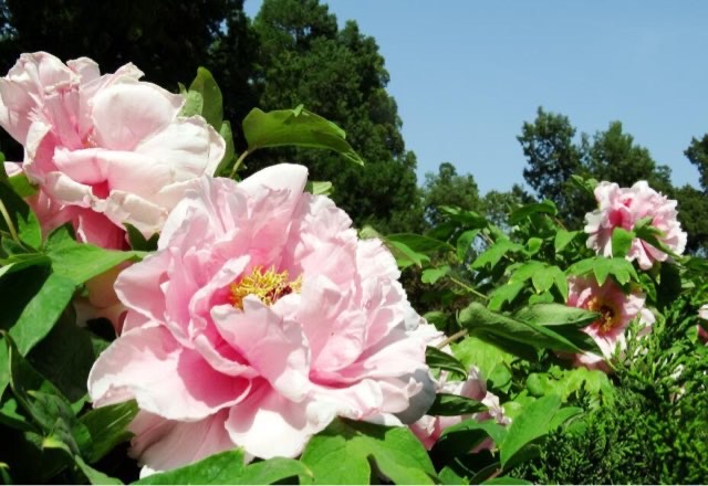 网络图片(侵删) 网络图片(侵删)